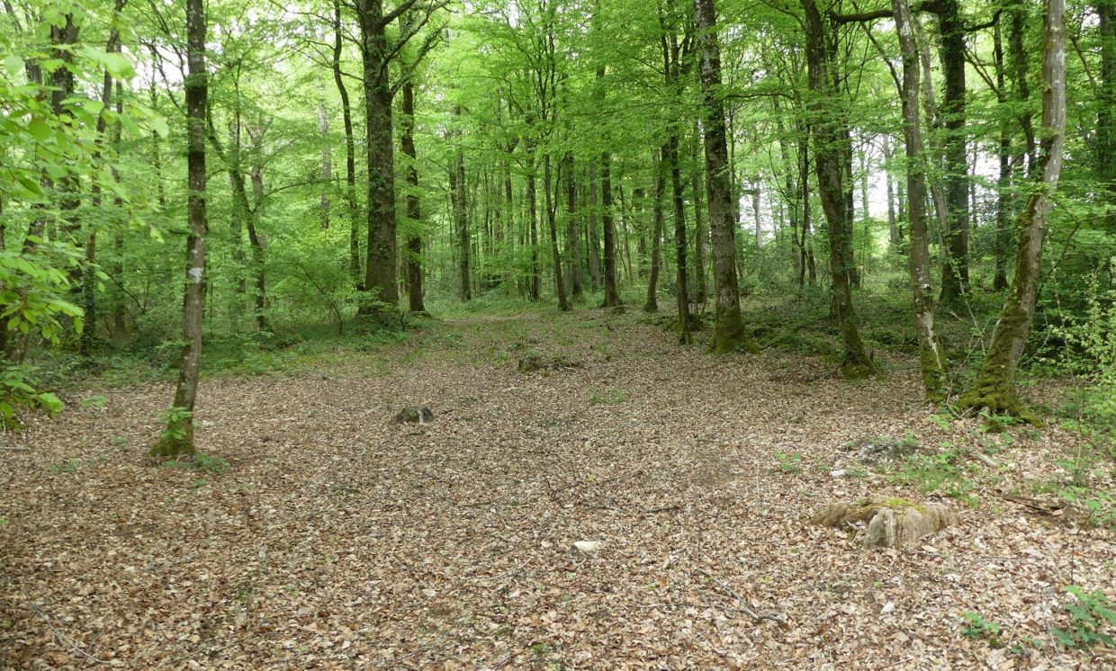 Forêt domaniale-bandeau